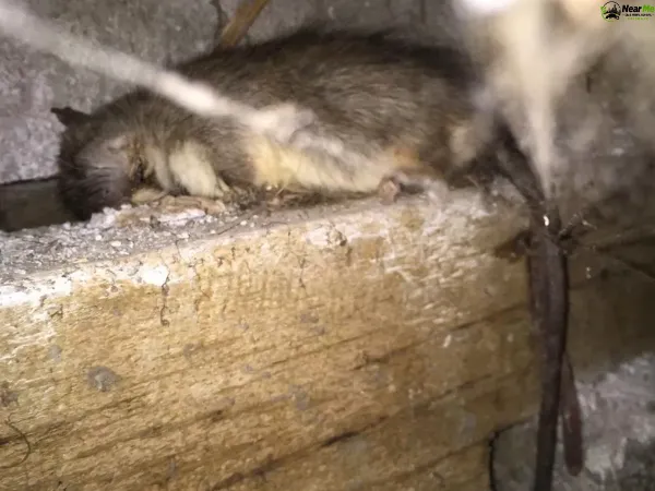 Dead Rat Removal Richlands